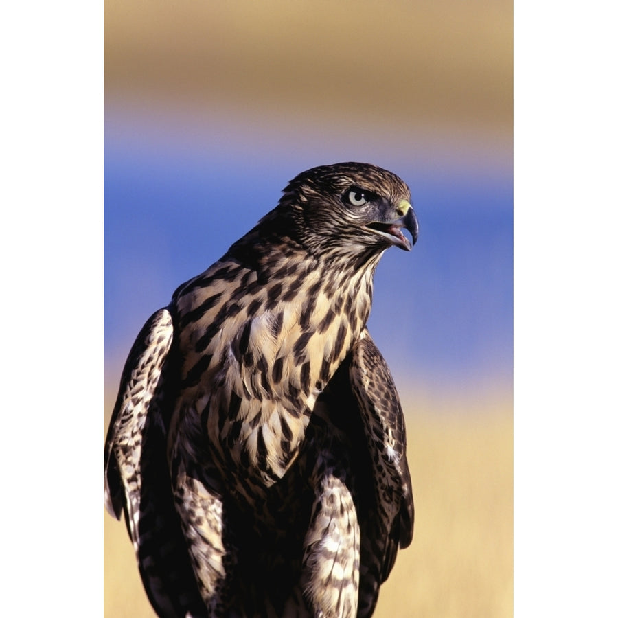 Colorado Northern Goshawk First Year Male. Poster Print Image 1