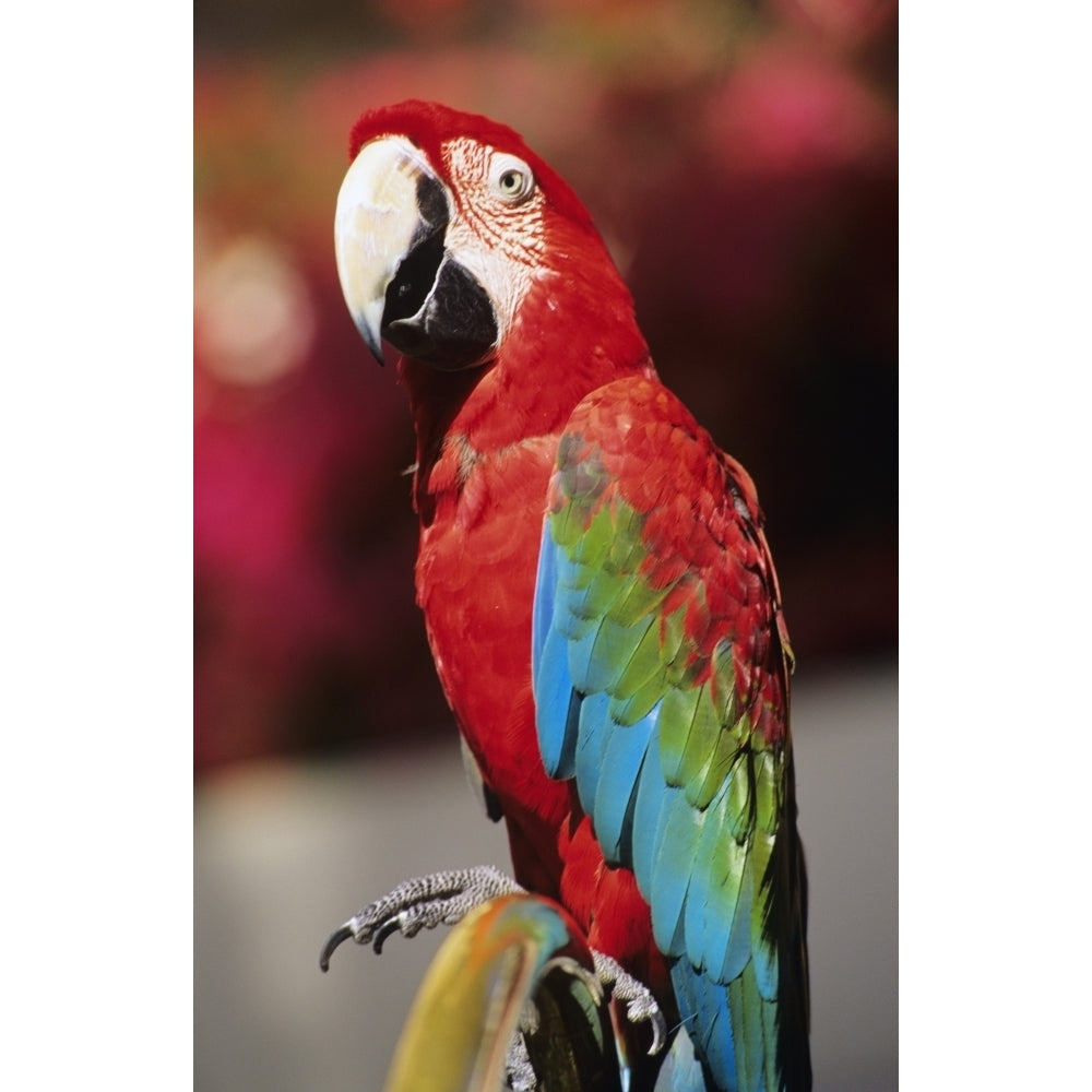 Red Macaw Parrot Closeup. Poster Print Image 2