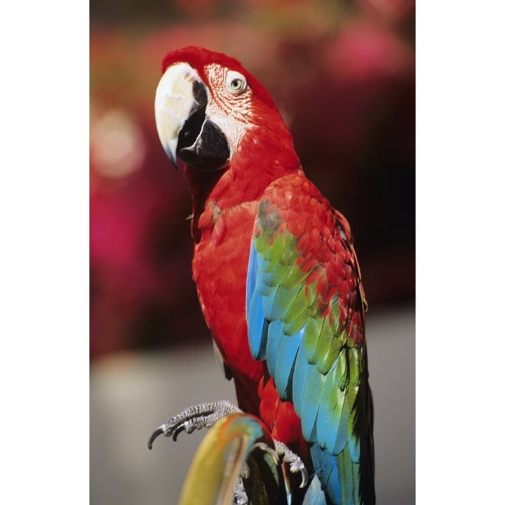 Red Macaw Parrot Closeup. Poster Print Image 1