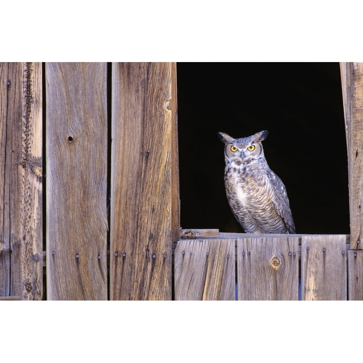 Great Horned Owl in barn window Poster Print Image 2