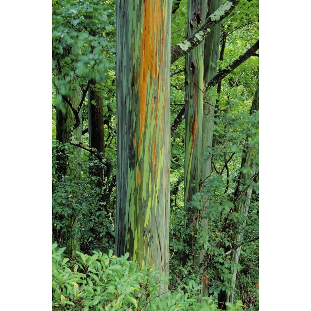 Hawaii Maui Hana Rainbow Eucalyptus Tree Trunk. Poster Print Image 1