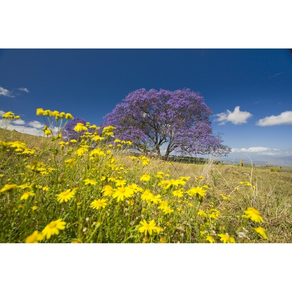 Hawaii Maui The Lavender Blossoms Of This Jacaranda Tree Contrast The Spring Flowers In A Field Beside The Road To Hal 3 Image 2