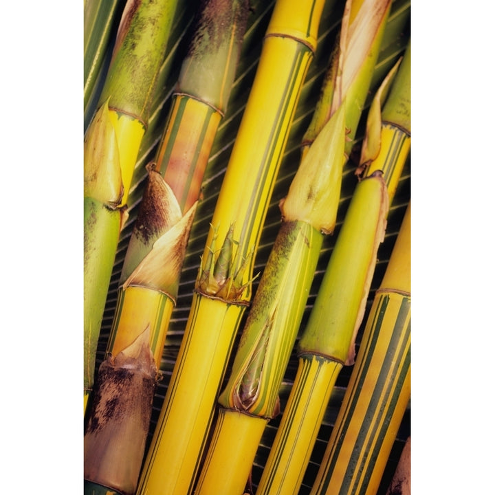 Hawaii Maui Closeup Of Bamboo Stalks. Poster Print Image 2