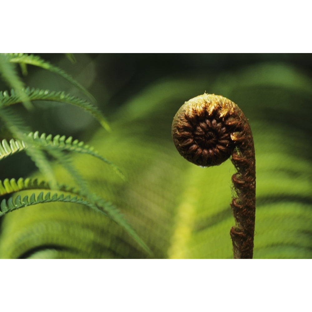 USA Close up of Hapuu Fern; Hawaii Poster Print Image 2