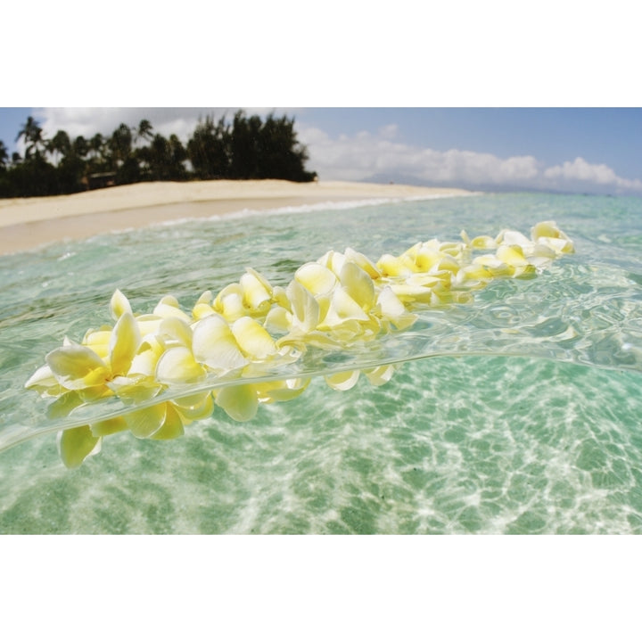 USA Hawaii Oahu Plumeria Lei floating in crystal clear ocean; North Shore Poster Print Image 2