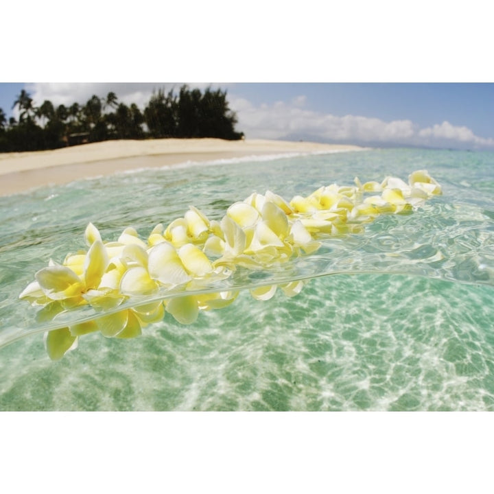 USA Hawaii Oahu Plumeria Lei floating in crystal clear ocean; North Shore Poster Print Image 1