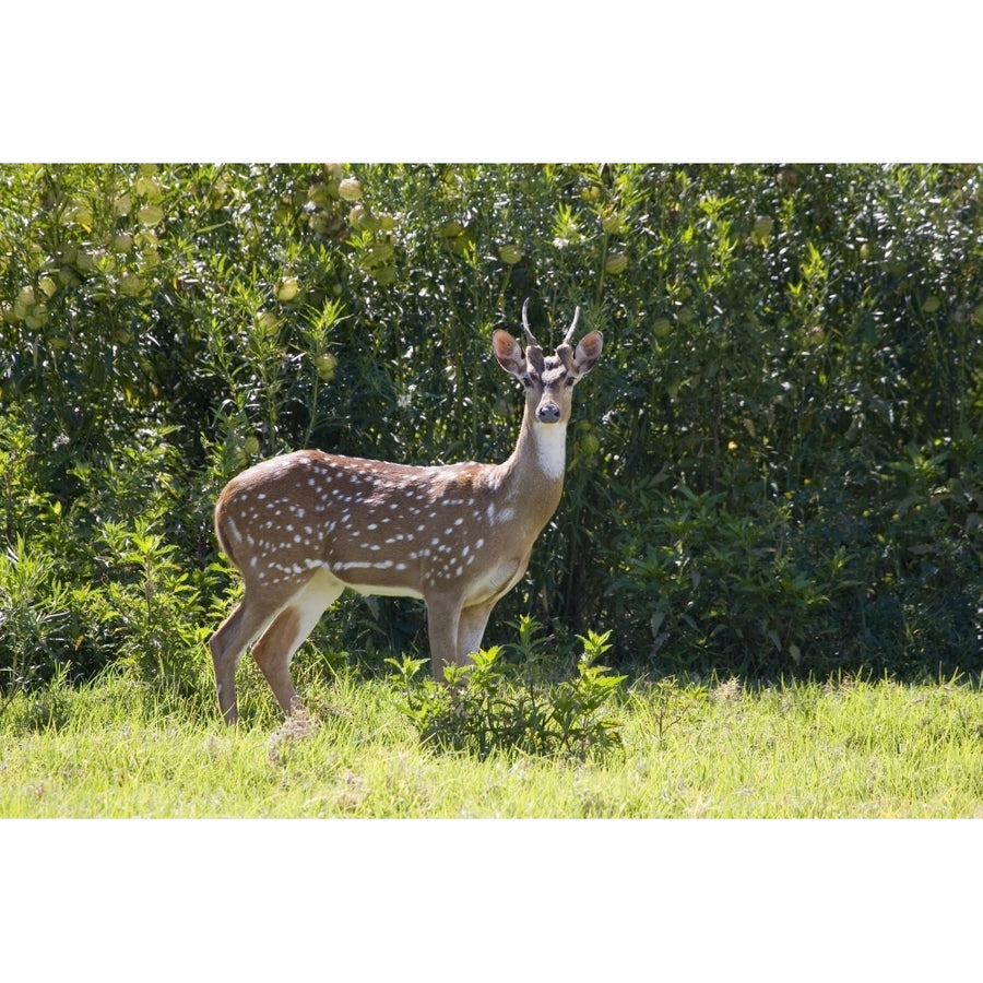 Hawaii Maui A Feral Axis Deer Standing In A Green Meadow. Poster Print Image 1