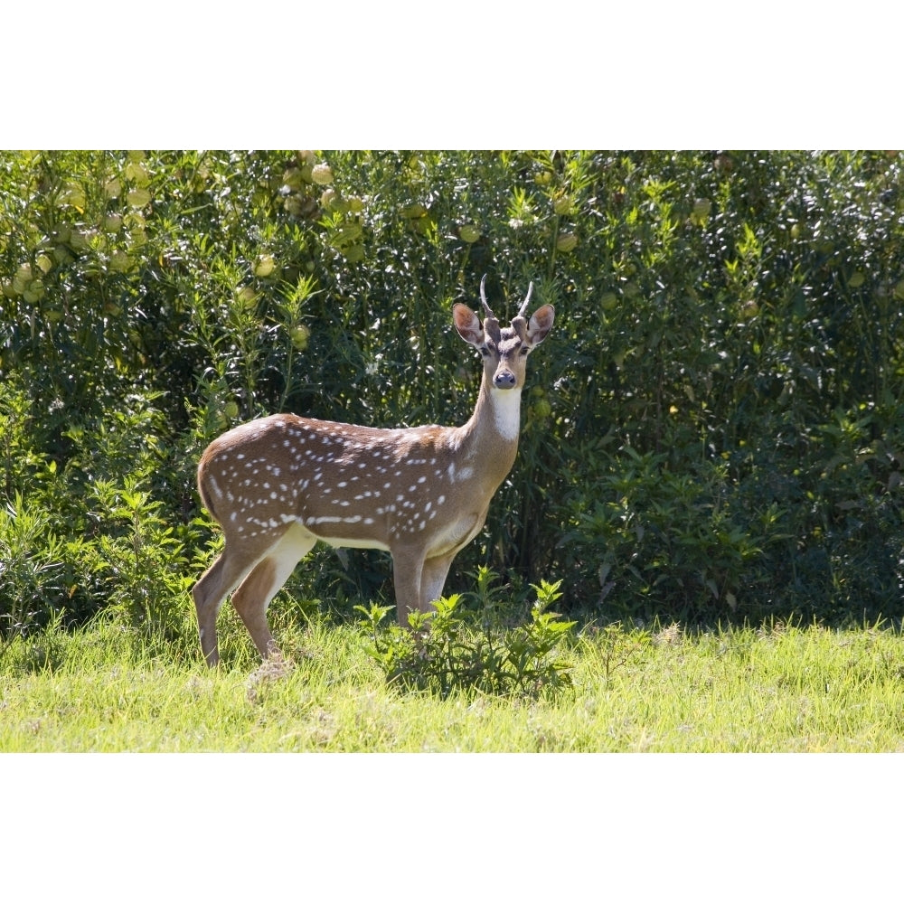 Hawaii Maui A Feral Axis Deer Standing In A Green Meadow. Poster Print Image 2