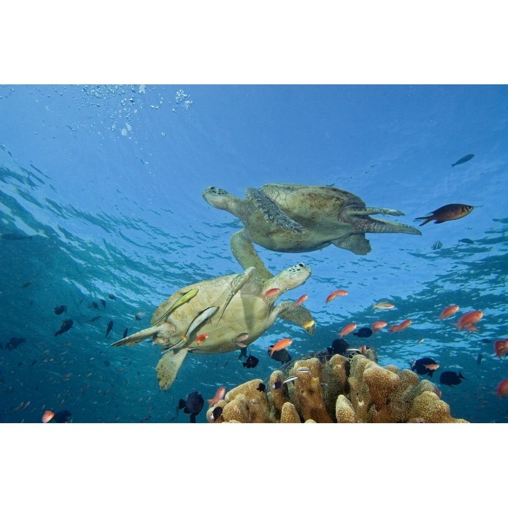 Malaysia Sipidan Two Green Sea Turtles Swim Over Coral Reef With Fish. Poster Print Image 1