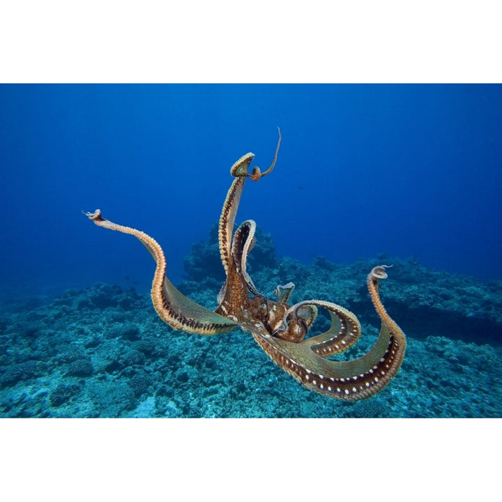 USA tentacles outstretched over reef; Hawaii Day Octopus Poster Print Image 1