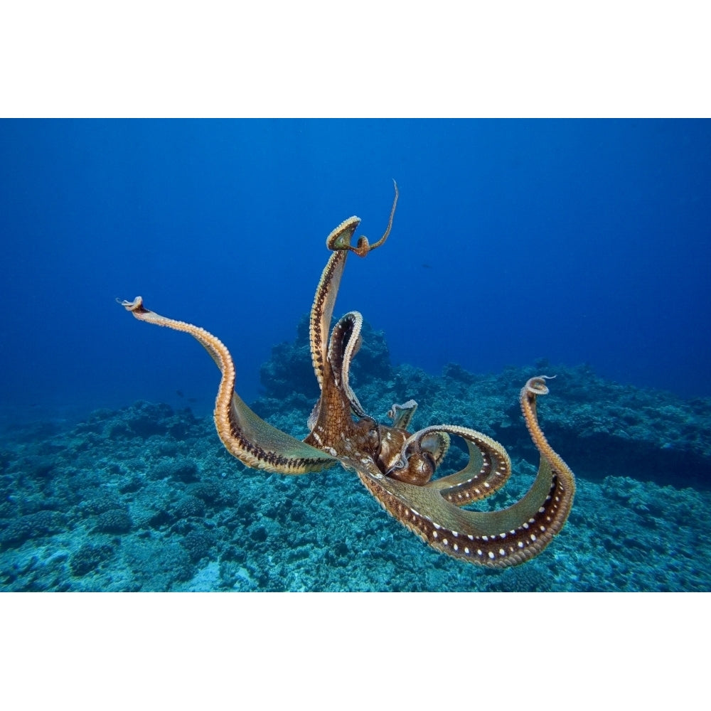 USA tentacles outstretched over reef; Hawaii Day Octopus Poster Print Image 2