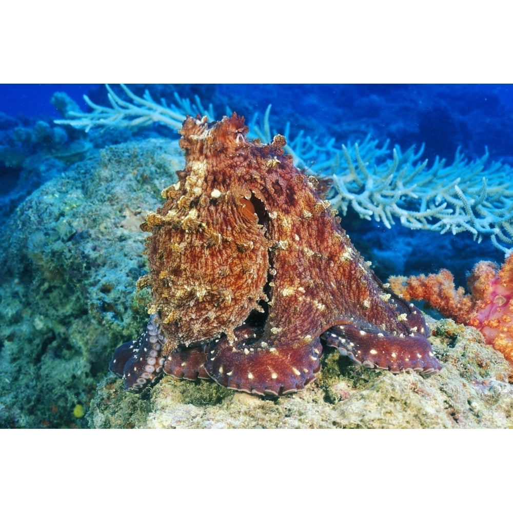 Day Octopus on coral; Fiji Poster Print Image 2