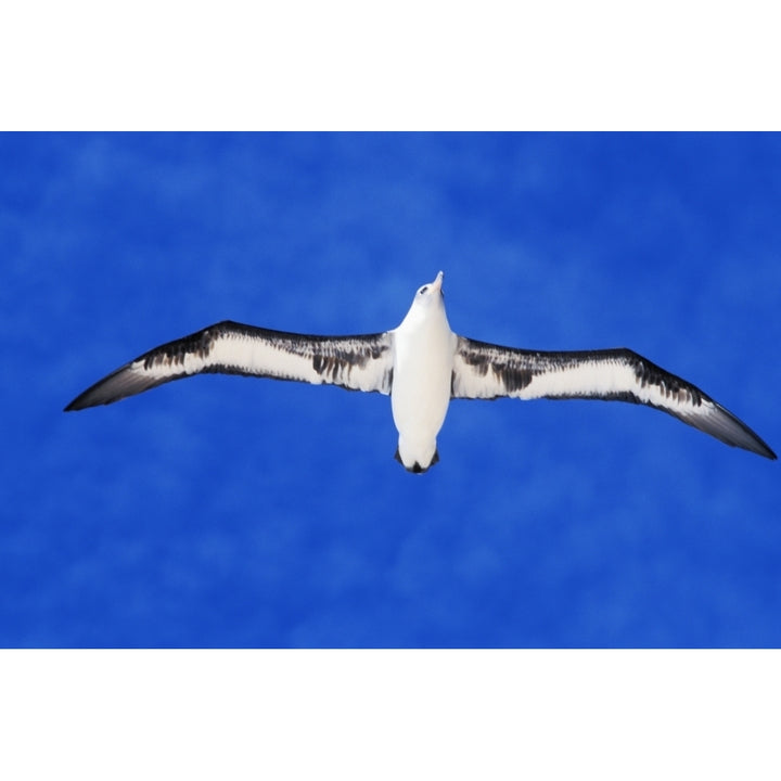 Midway Atoll Laysan Albatross In Flight Blue Sky View From Below. Poster Print Image 1