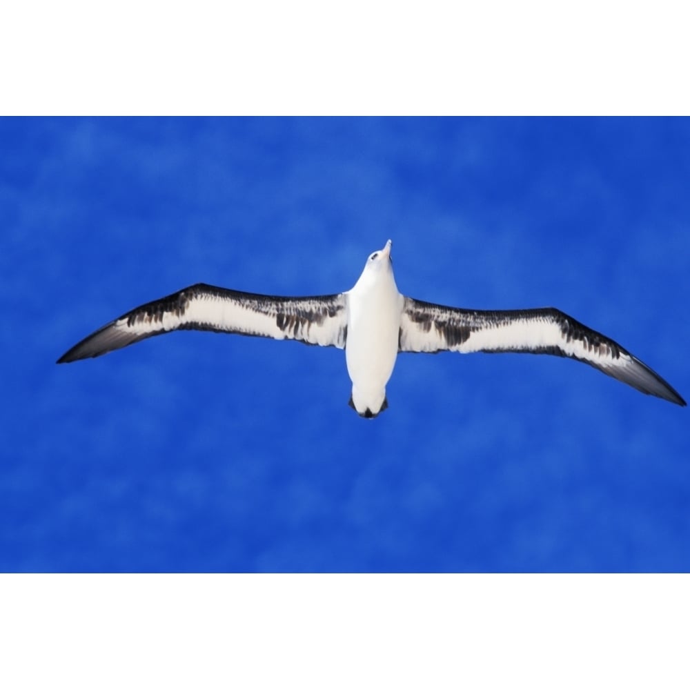 Midway Atoll Laysan Albatross In Flight Blue Sky View From Below. Poster Print Image 1