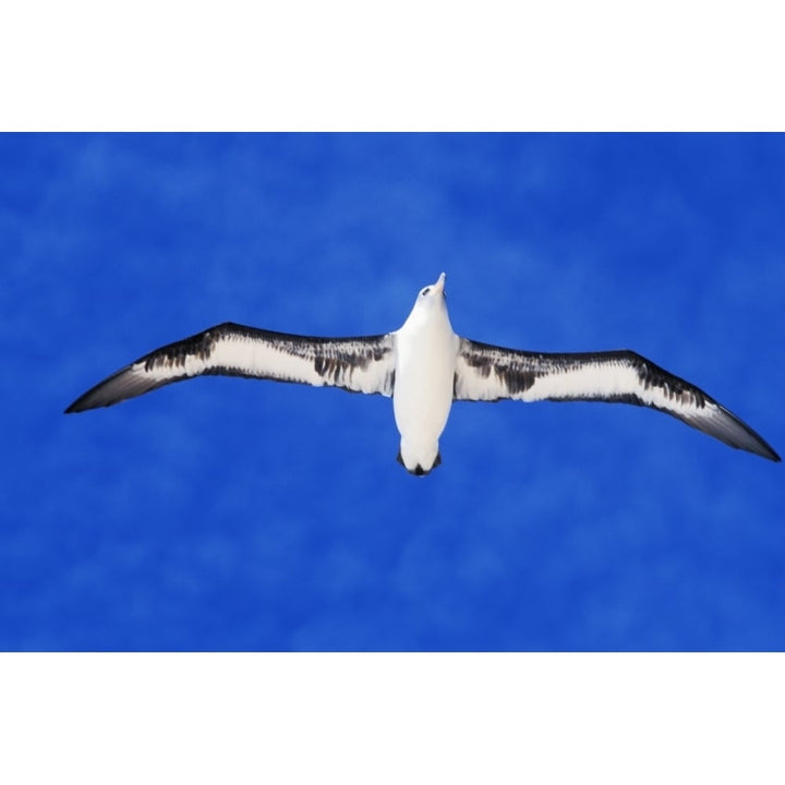 Midway Atoll Laysan Albatross In Flight Blue Sky View From Below. Poster Print Image 1