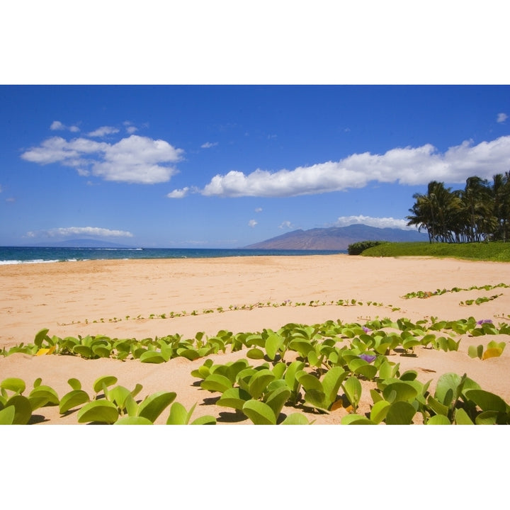 USA Hawaii Maui Green leafy vines on Keawakapu Beach; Kihei Poster Print Image 1