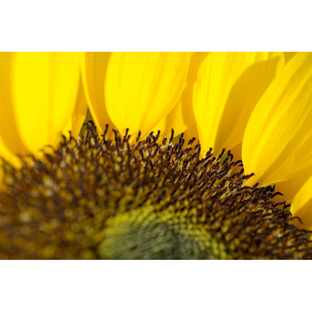 Sunflower Extreme close-up of center and yellow petals Poster Print Image 1