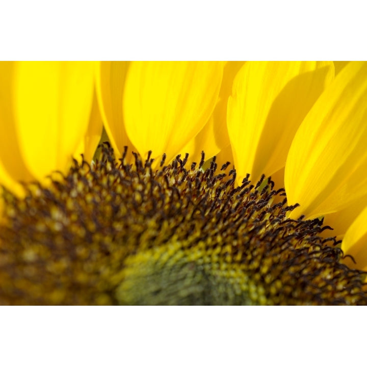 Sunflower Extreme close-up of center and yellow petals Poster Print Image 1