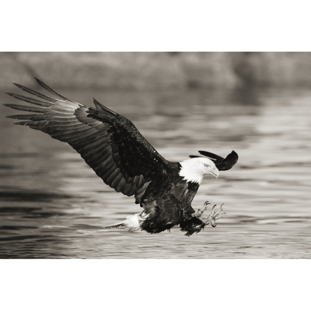 Alaska Tongass National Forest Bald Eagle hunting herring along shoreline Image 1