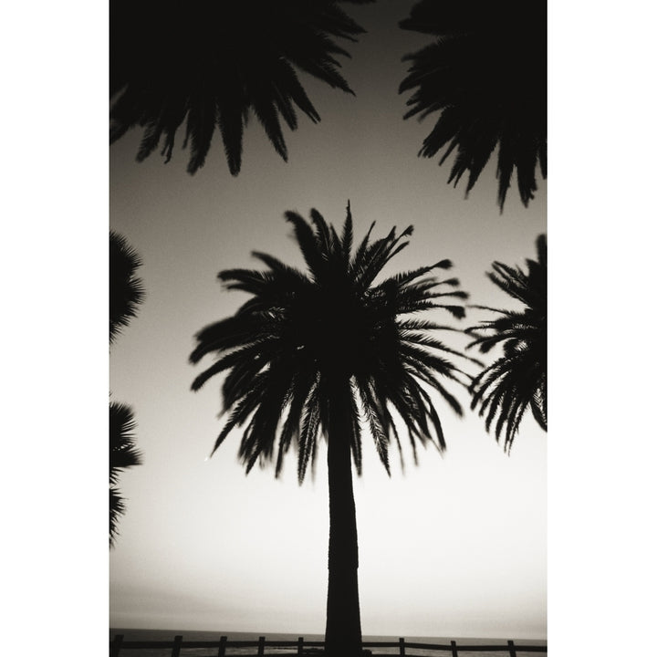 Silhouetted palm tree centered between other palm tree tops at dusk Poster Print Image 2