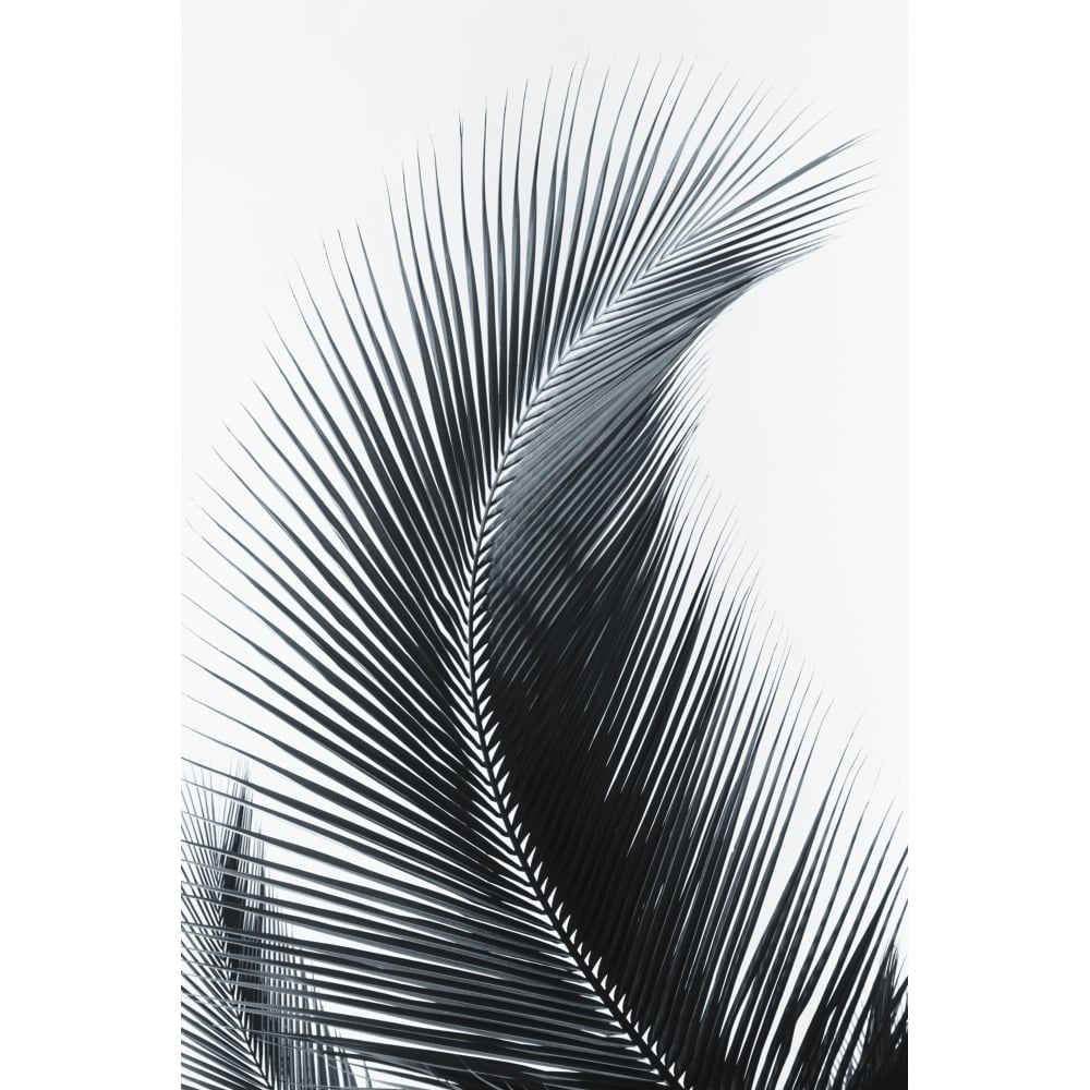 Palm frond curved upward towards sky Poster Print Image 2