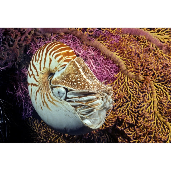 Chambered nautilus ; Indonesia Poster Print Image 2