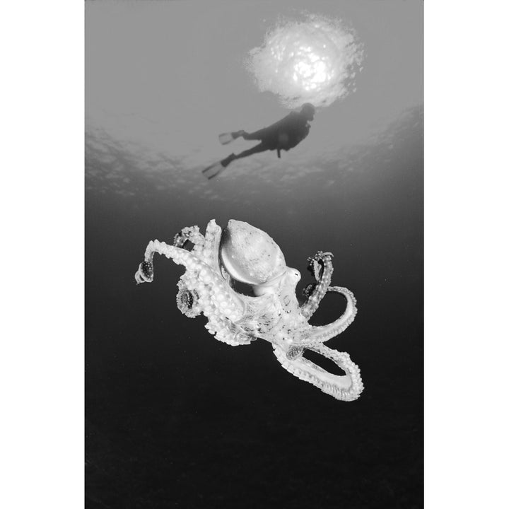 Hawaii Lanai Octopus In Ocean Water Diver In Background . Poster Print Image 1