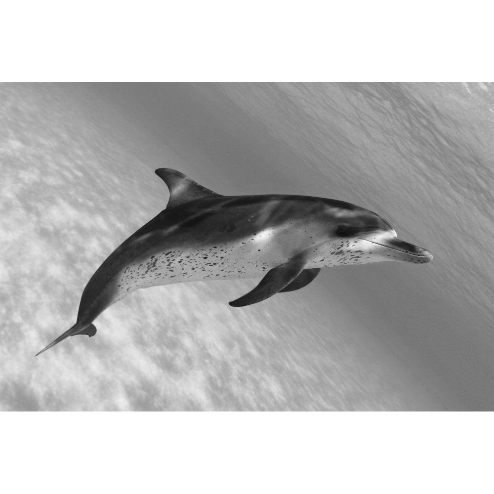 Atlantic Spotted Dolphin In Shallow Clear Ocean Water . Print Image 2