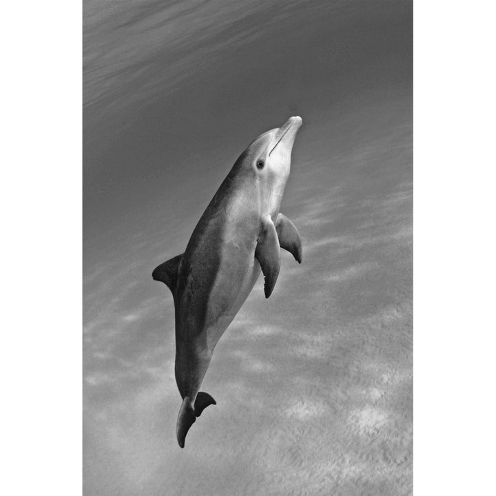 Atlantic Bottlenose Dolphin In Clear Ocean Water . Print Image 1