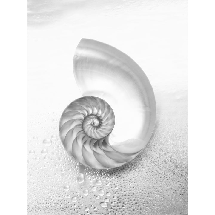 Pearl Nautilus Shell Cut In Half Showing Chambers . Poster Print Image 1