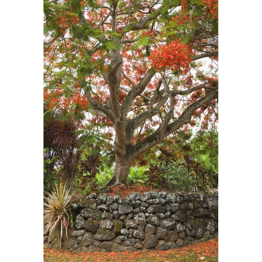 USA Hawaii Maui Rainbow shower tree; Hana Poster Print Image 1