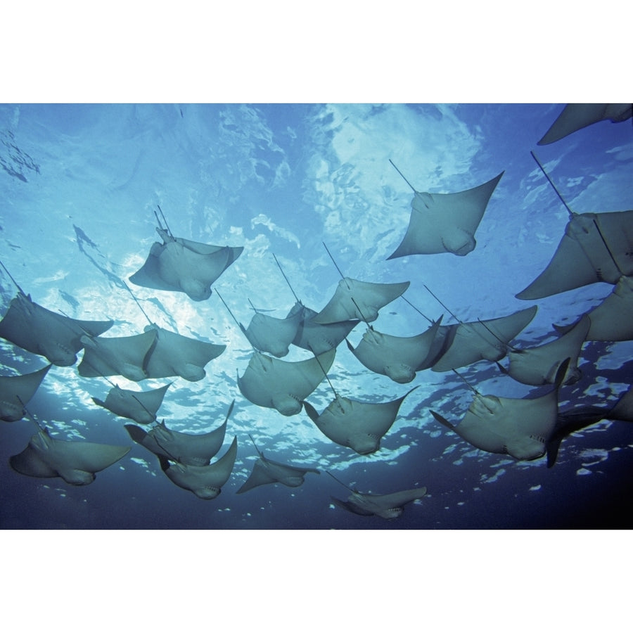 Ecuador vie from below; Galapagos Islands School of Cownose Rays Poster Print Image 1