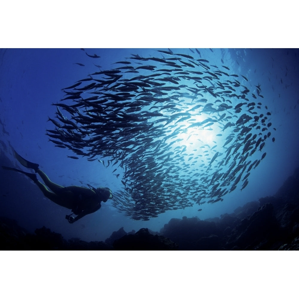 Ecuador Diver and schooling Black Striped Salema ; Galapagos Islands Poster Print Image 2