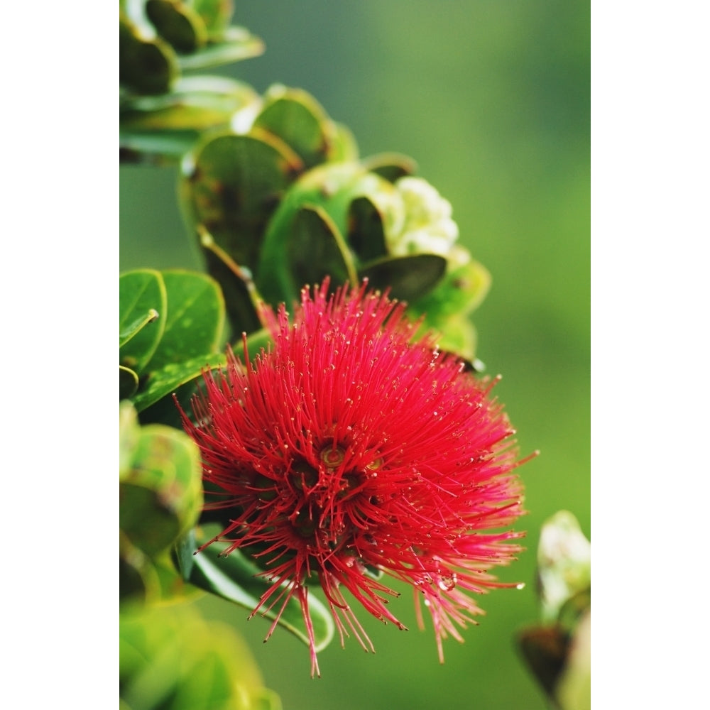 Hawaii Big Island Hawaii Volcanoes National Park Ohia Lehua Blossom. Poster Print Image 1