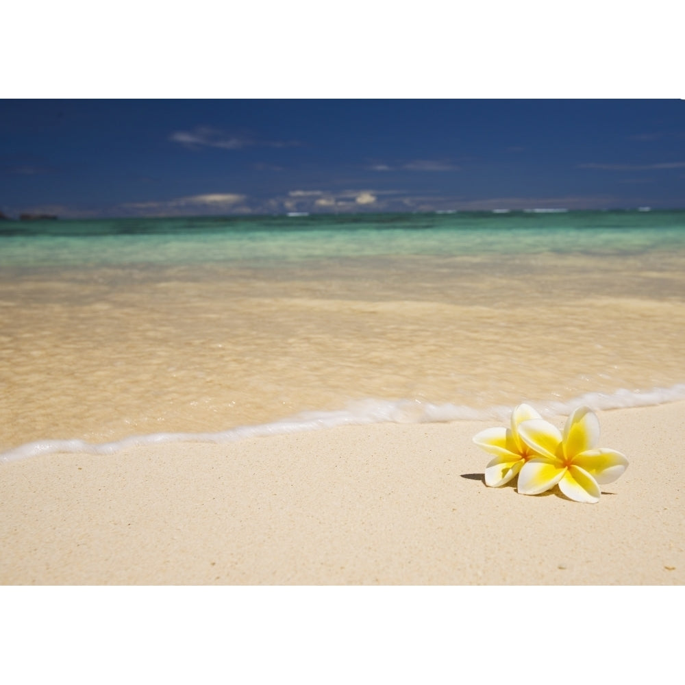 Hawaii Oahu Lanikai Beach Two Plumerias Resting On The Sand Of A Gorgeous Tropical Beach. Poster Print Image 1