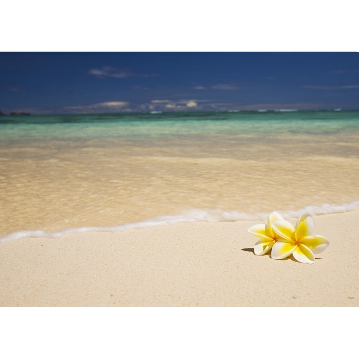 Hawaii Oahu Lanikai Beach Two Plumerias Resting On The Sand Of A Gorgeous Tropical Beach. Poster Print Image 2