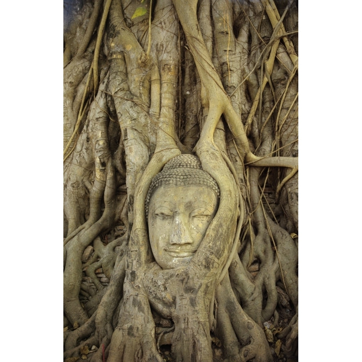 Thailand Ayuthaya Close up Of Stone Buddha Head With Tree Roots Growing Over It; Wat Mahathat Poster Print Image 1