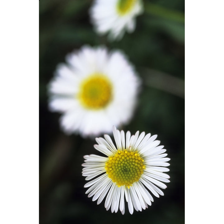 Selective Focus On One Of Three White And Yellow Daisys Poster Print Image 1