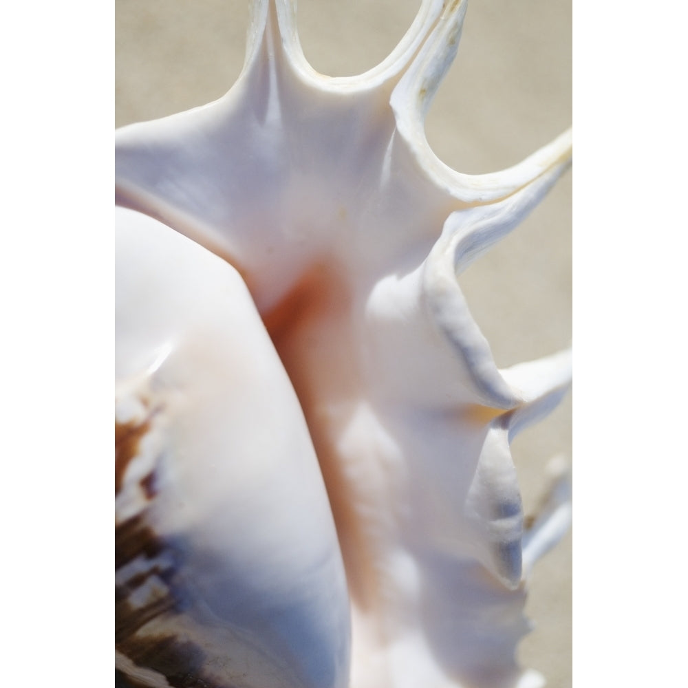 Close-Up Of Spider Conch Shell Poster Print Image 2