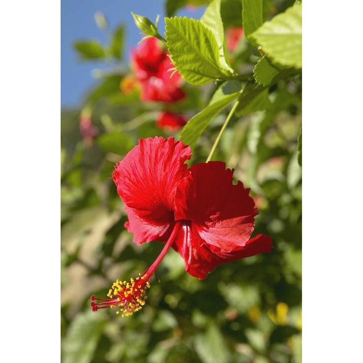 French Polyesia Tahiti Huahine Focus On Bright Red Hibiscus On Flower Bush Poster Print Image 2