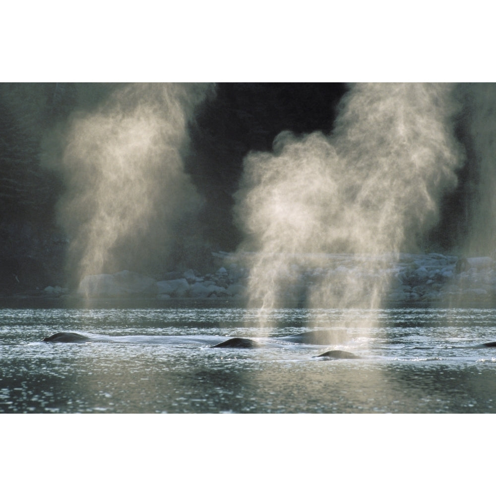 Alaska Inside Passage Tongass National Forest Group Of Humpback Whales Surfacing. Poster Print Image 2