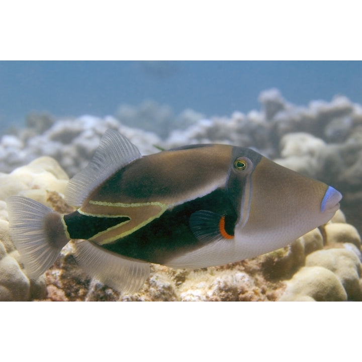 Hawaii Picasso Triggerfish Swimming Over Coral. Poster Print Image 2