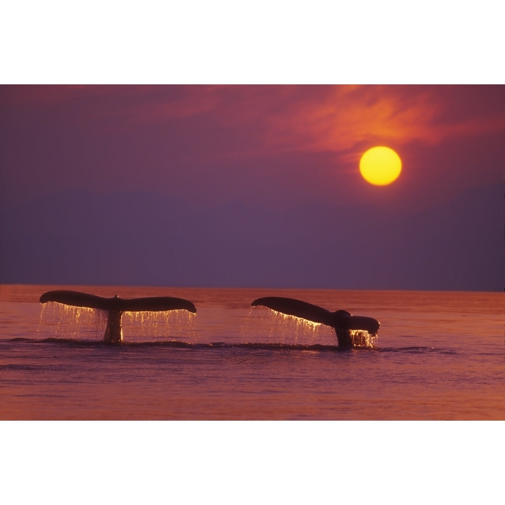 Alaska Panhandle Inside Passage. 2 Humpback Whales Fluke By A Fiery Sunset. Poster Print Image 1