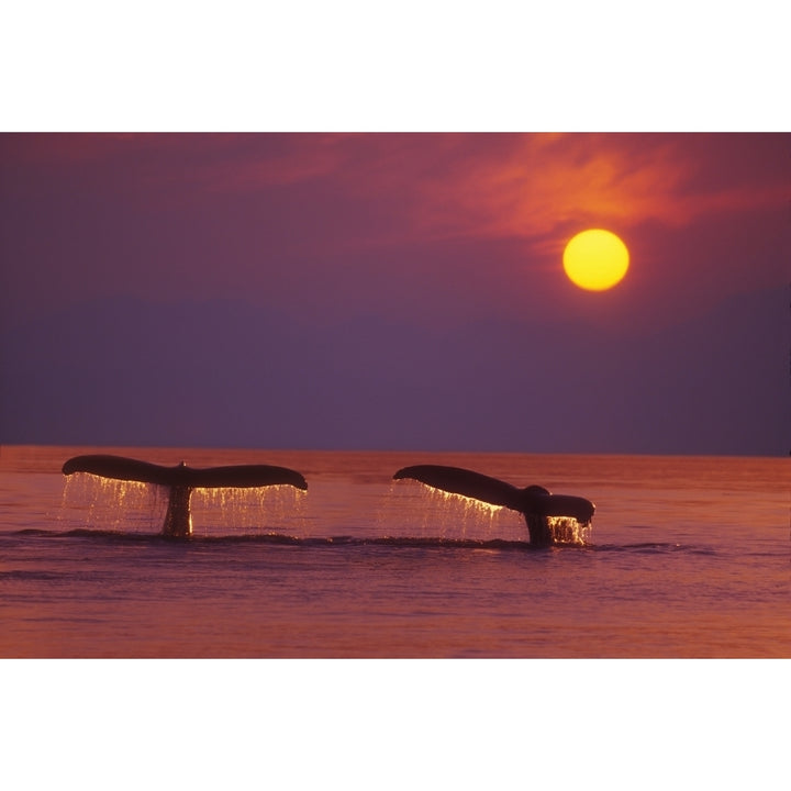 Alaska Panhandle Inside Passage. 2 Humpback Whales Fluke By A Fiery Sunset. Poster Print Image 1