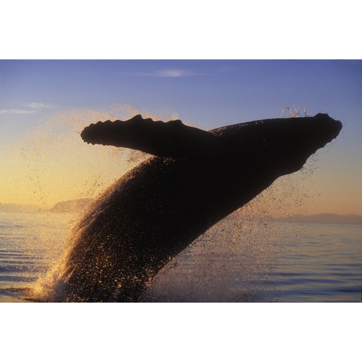 Alaska Panhandle Inside Passage Humpback Whale Breaching At Sunset. Poster Print Image 1