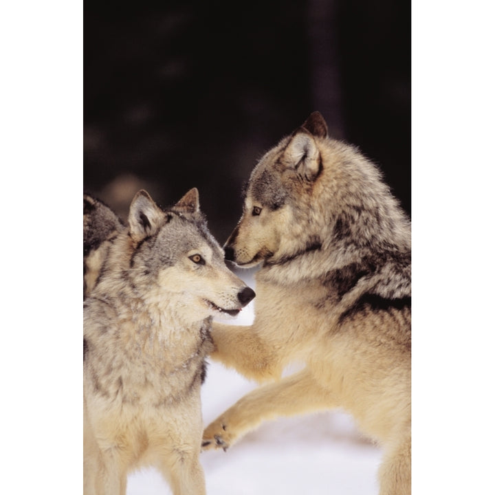 Alaska Gray Wolves Playing In Deep Winter Snow At The Forests Edge. Poster Print Image 1