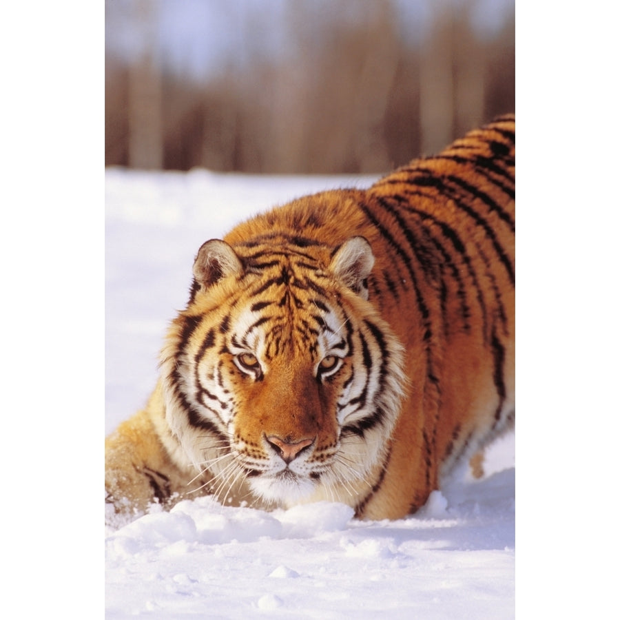 Alaska Siberian Tiger Stalking Prey In Deep Winter Snow. Poster Print Image 1