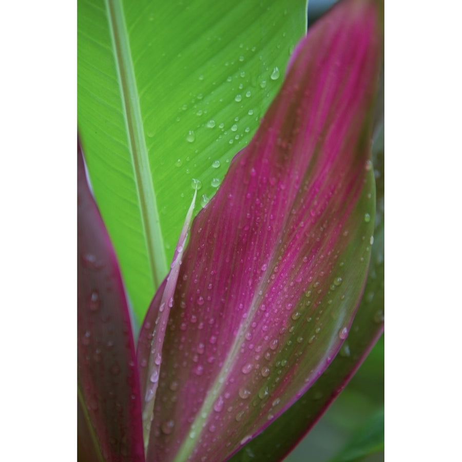 Close-Up Of Green And Red Ti Plants Poster Print Image 1