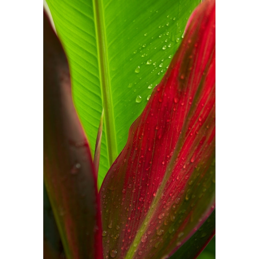 Close-Up Of Green And Red Ti Plants Poster Print Image 1