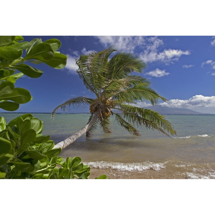 Hawaii Molokai Palm Tree Overhangs The Ocean With A View Of Maui In Distance. Poster Print Image 1